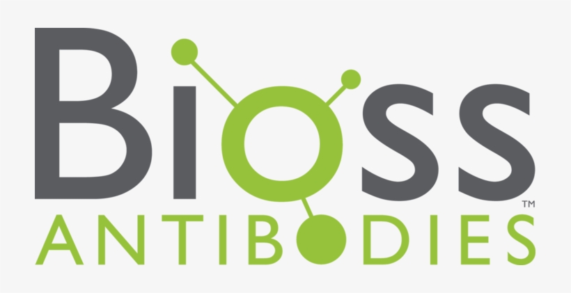 Antibody, transparent png
