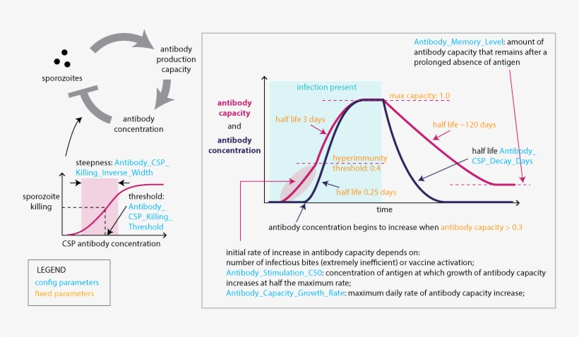 Images/malaria Infection Immunity Anti Csp Immunity - Malaria Immunity, transparent png