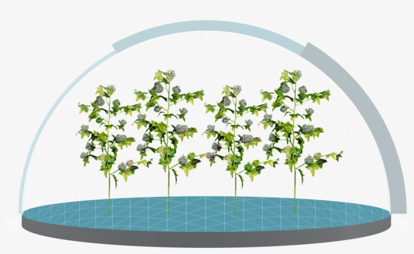 A Wider Spectrum Of Worm Control - Cotton, transparent png