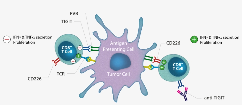 Tigit Antagonist Monoclonal Antibody - Diagram, transparent png