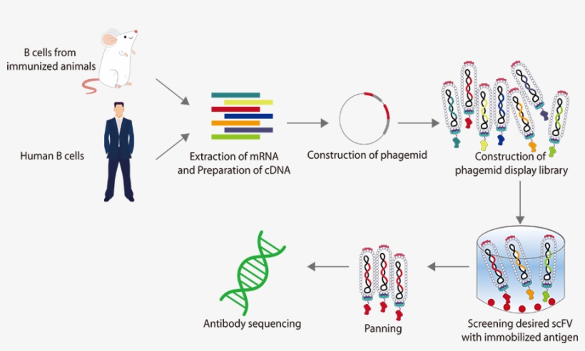 Compared With The Traditional Hybridoma Method, Antibody - Library, transparent png