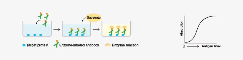 A Target Protein Is Immobilized On The Surface Of Microplate - Elisa, transparent png