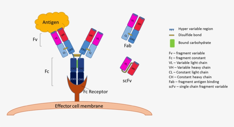 Antibody Figure - Fv Antibody, transparent png