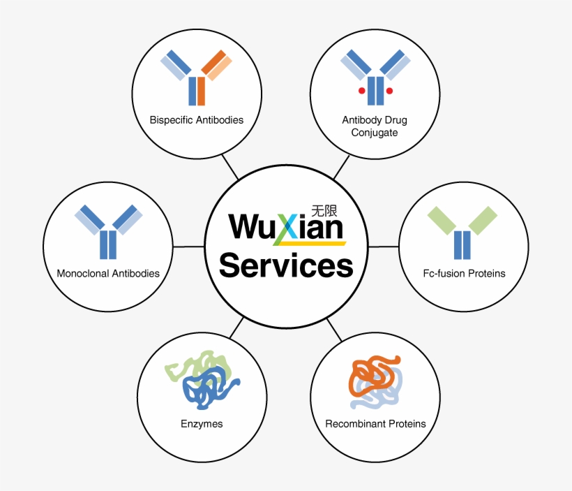 Antibodies Hub And Spoke Wuxi Biologics - Circle, transparent png