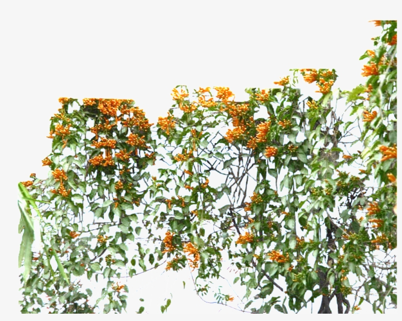Este Diseño De Producto Es Green Vine Png Sobre Green, - Portable Network Graphics, transparent png
