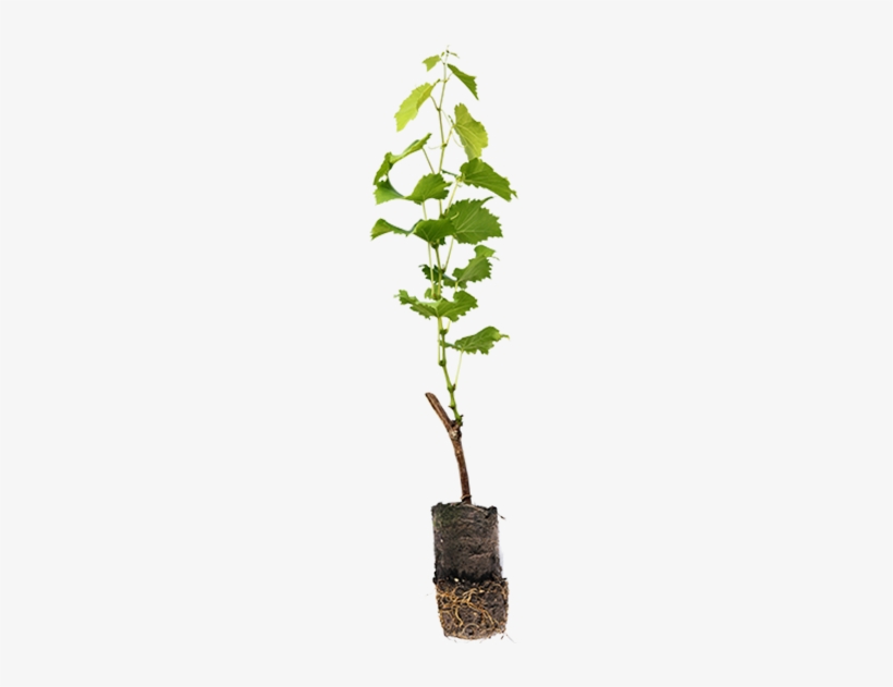 Green Potted Vines At Inland Desert Nursery - Inland Desert Nursery Inc, transparent png