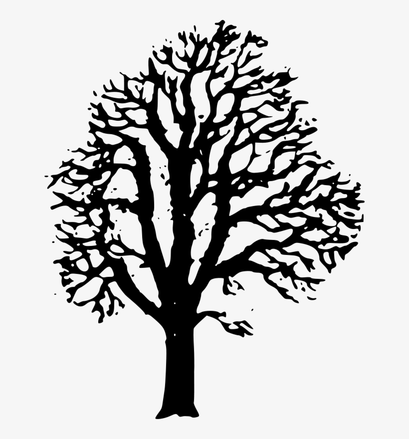 Free Chestnut Tree - Chestnut Tree Black And White, transparent png