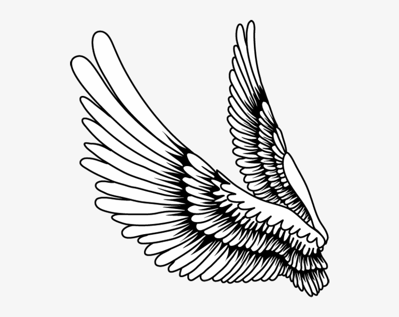 Svg Library Download Drawing Bird Falling - Alas Dibujo, transparent png