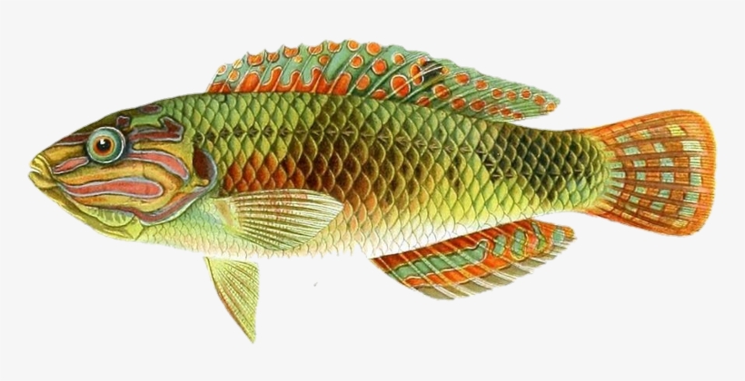 Goldenfish Sticker - Cichla, transparent png