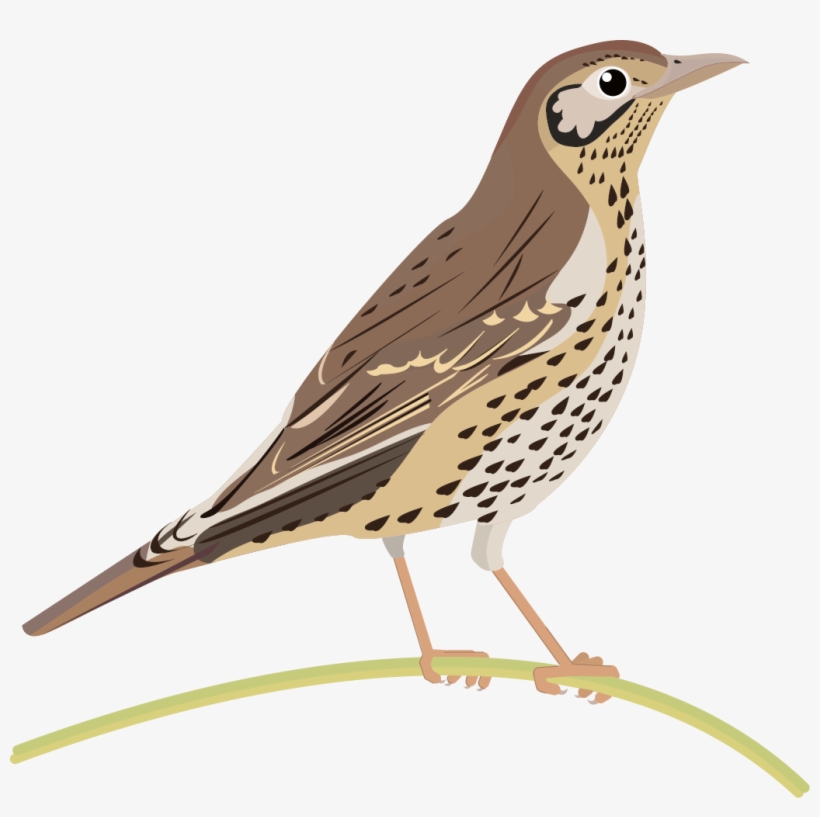 Song Thrush Png, transparent png