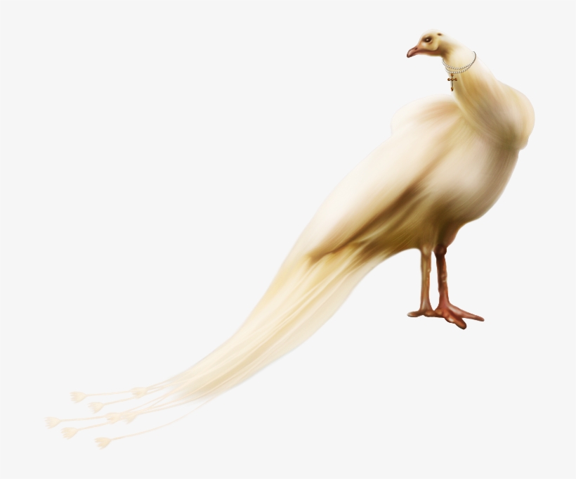 Waterfowl, transparent png