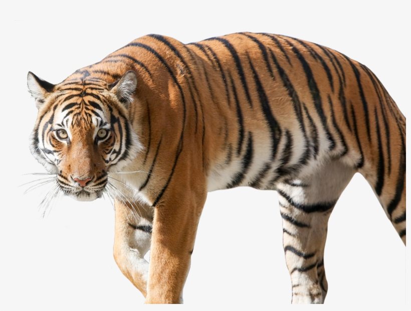 Tiger Picture - Siberian Tiger, transparent png