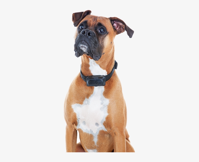 Good Grooming Practices At Home And Train Your Pet - Boxer, transparent png
