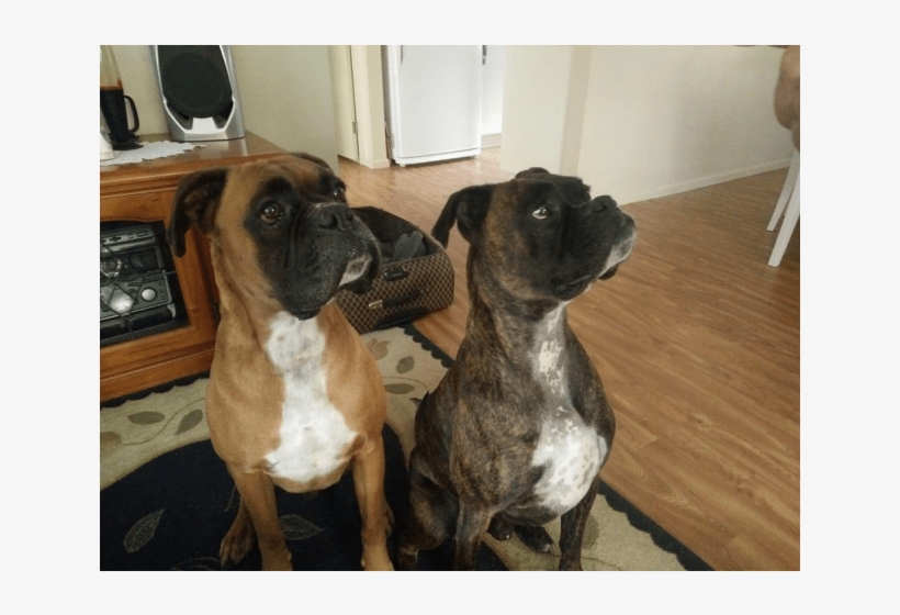 Photo Of Red And Finn - Boxer, transparent png