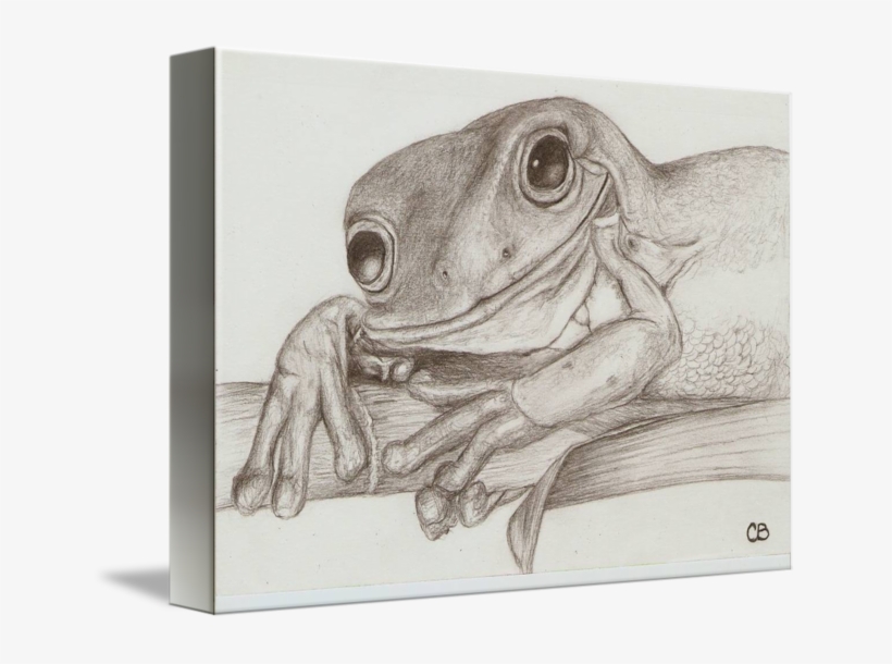 650 X 530 3 - Toad, transparent png