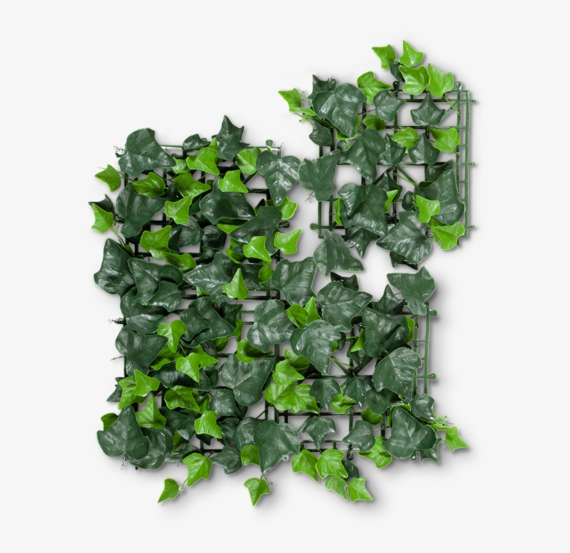 Bellflower, transparent png