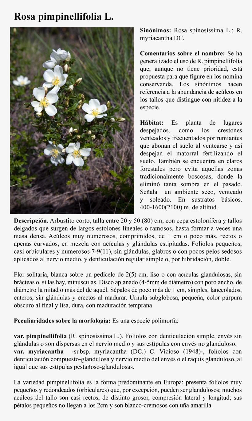 Rosa Pimpinellifolia L - Evergreen Rose, transparent png