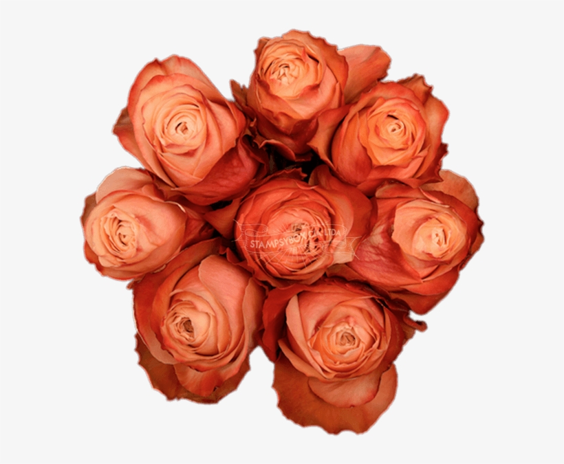 Kahala - Floribunda, transparent png