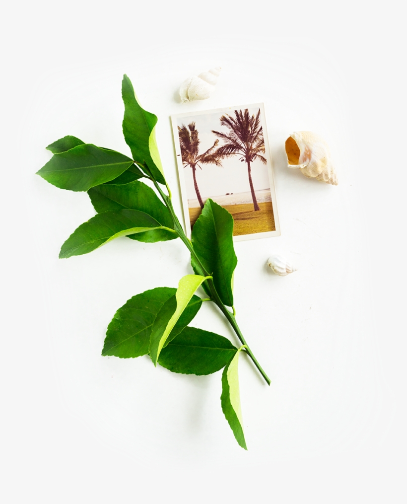Image Is Not Available - Bay Laurel, transparent png