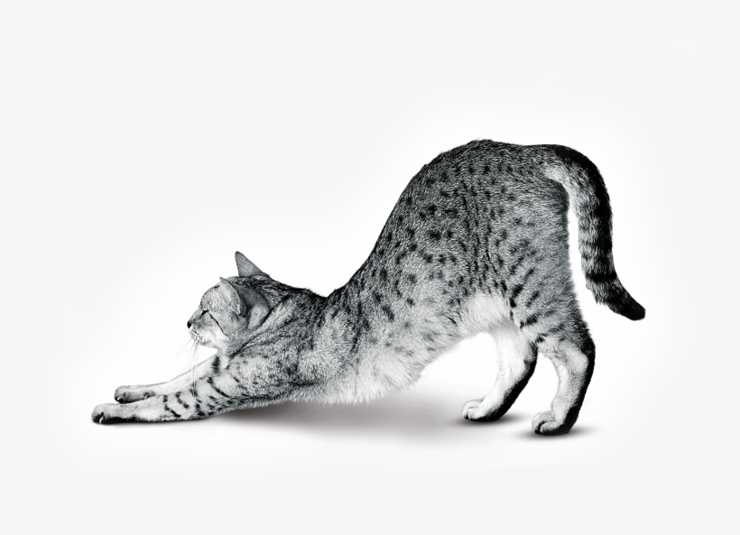 Bengal - Cat Yawns, transparent png