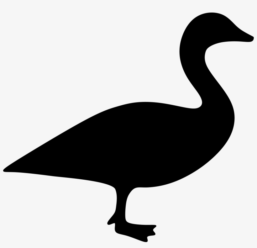 Duck, transparent png