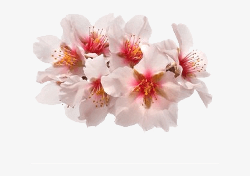 Spring Flowers Stickers For Imessage Messages Sticker-0 - Transparent Flowers Stickers, transparent png