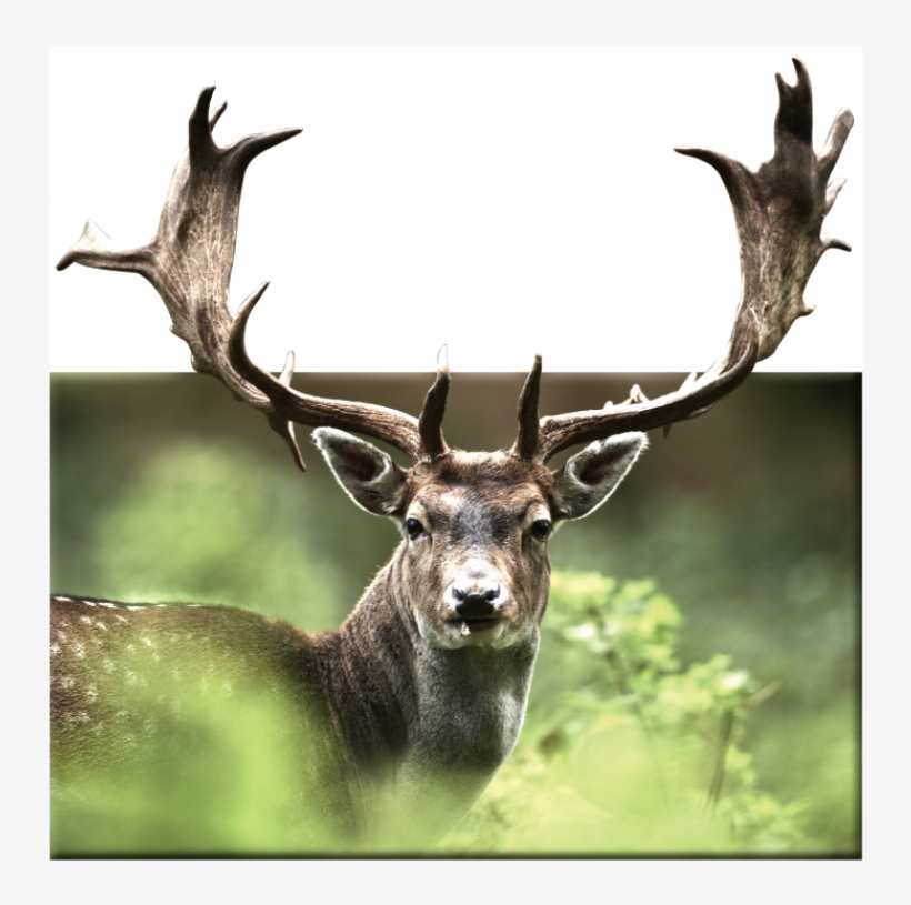 Hirsch Schwarz Weiß, transparent png
