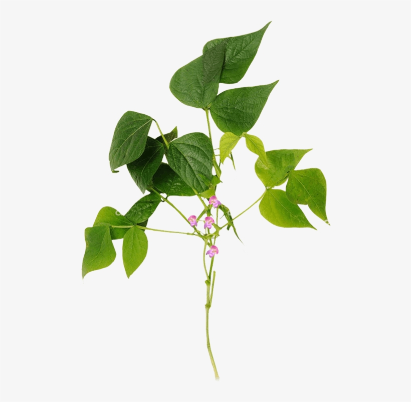 Twig, transparent png