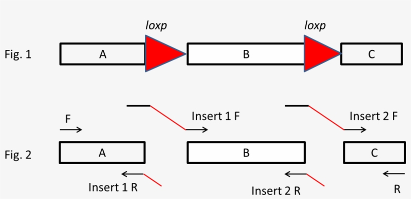 图片1 21 - 84 Kb - Diagram, transparent png