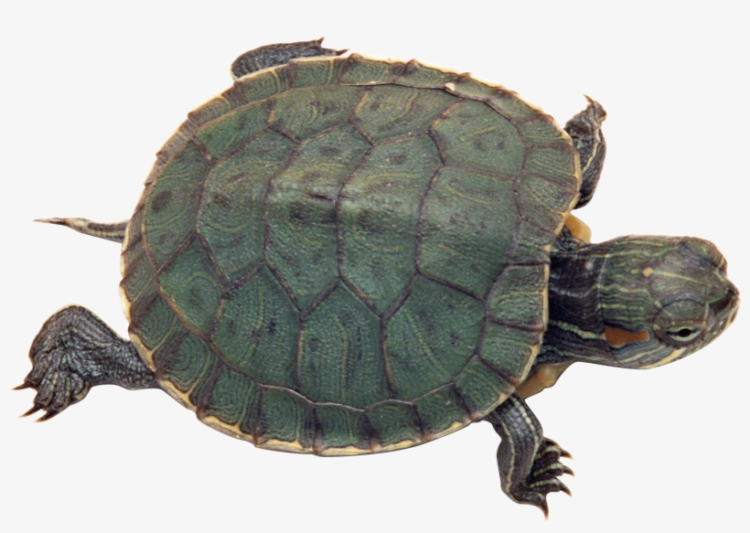 Turtle Png Transparent Turtlepng Images Pluspng - Diferentes Especies De Tortugas, transparent png