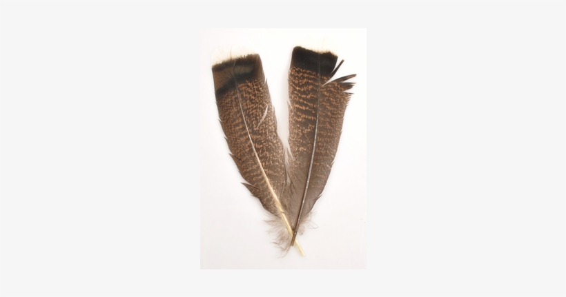 Silvergrey Turkey White Tip Tail Feathers - Domesticated Turkey, transparent png