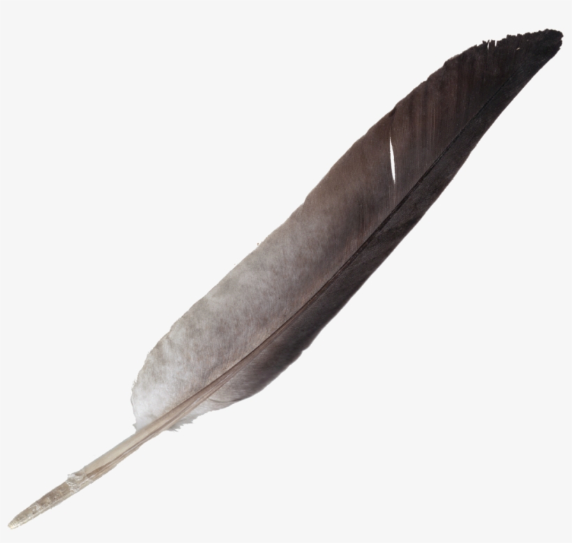 Brush Vector Feather - Drawing, transparent png