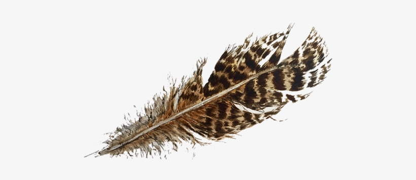For Availability And Stockists Of My Work Please Email - Ruffed Grouse, transparent png