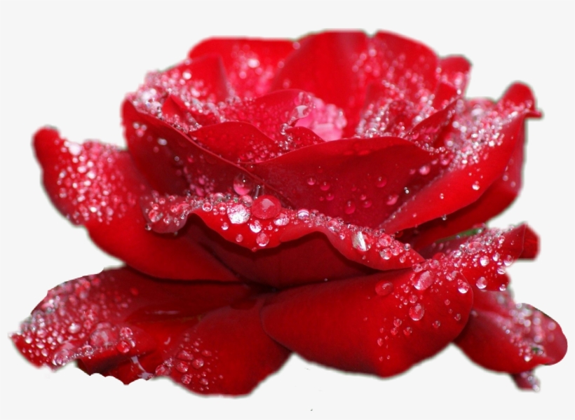 Report Abuse - Fashion 3d Diy Diamond Embroidery Rose Flowers Icon, transparent png