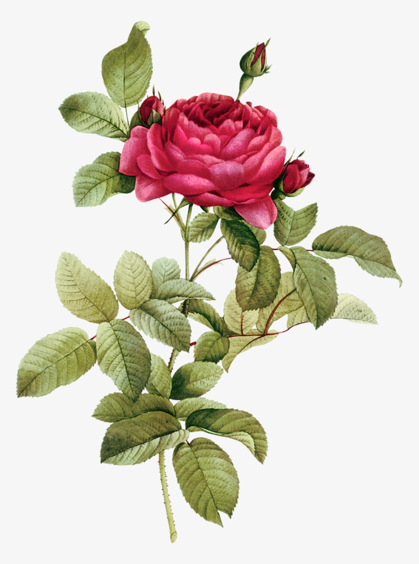 Clip Transparent Buds Png - Vintage Flower Drawing Png, transparent png