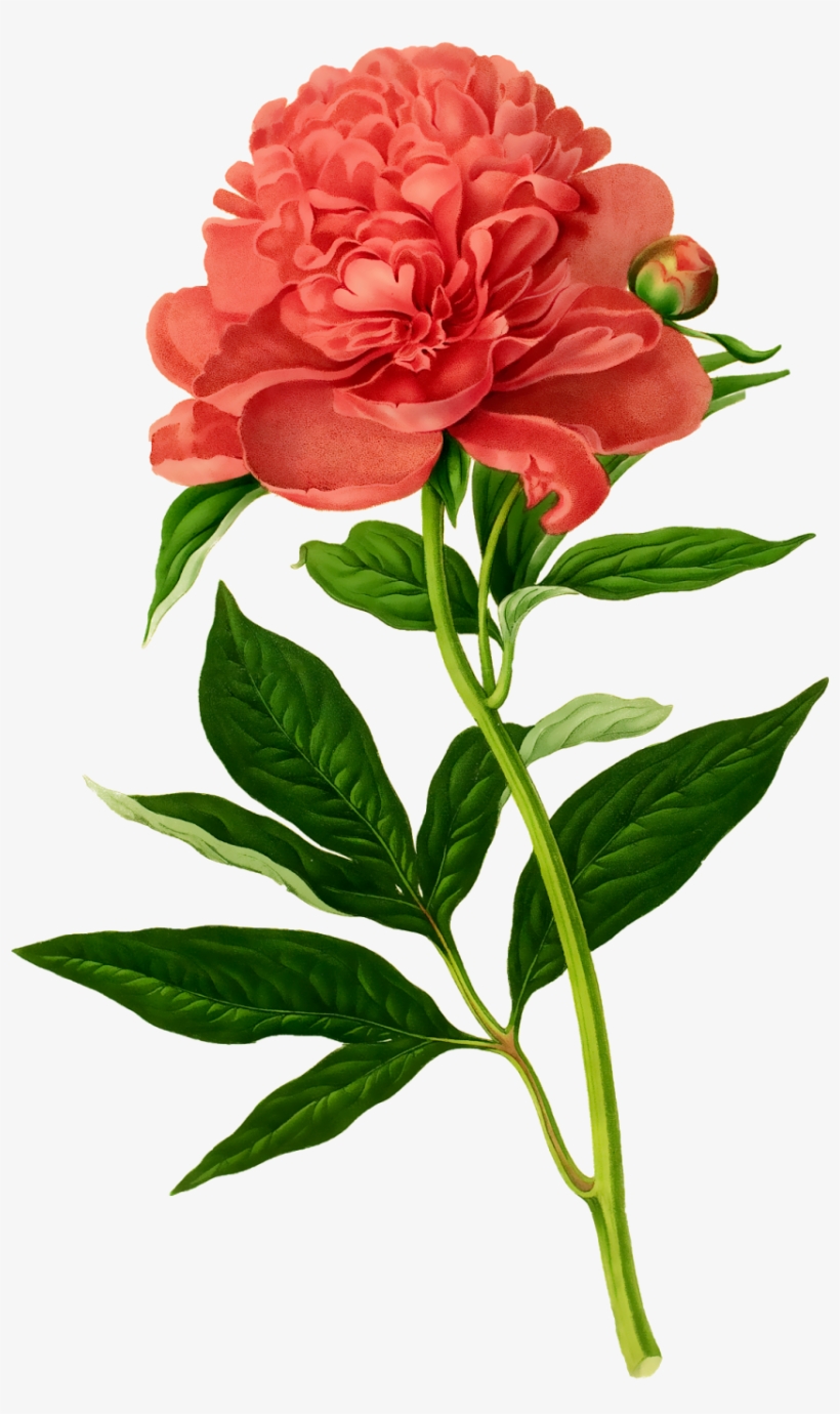 Peony Vintage Botanical Flowers, transparent png