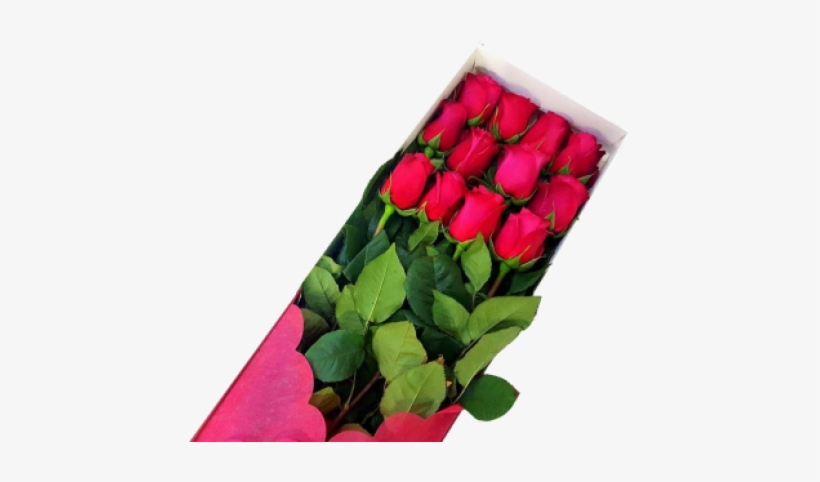 Garden Roses, transparent png