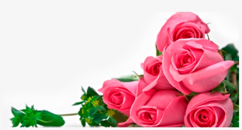 Rosas Rosas - Set Of 3 Pearl Bracelets, transparent png