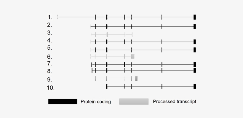 Whereas The Dashed Line Indicates Intronic Regions - Park7, transparent png