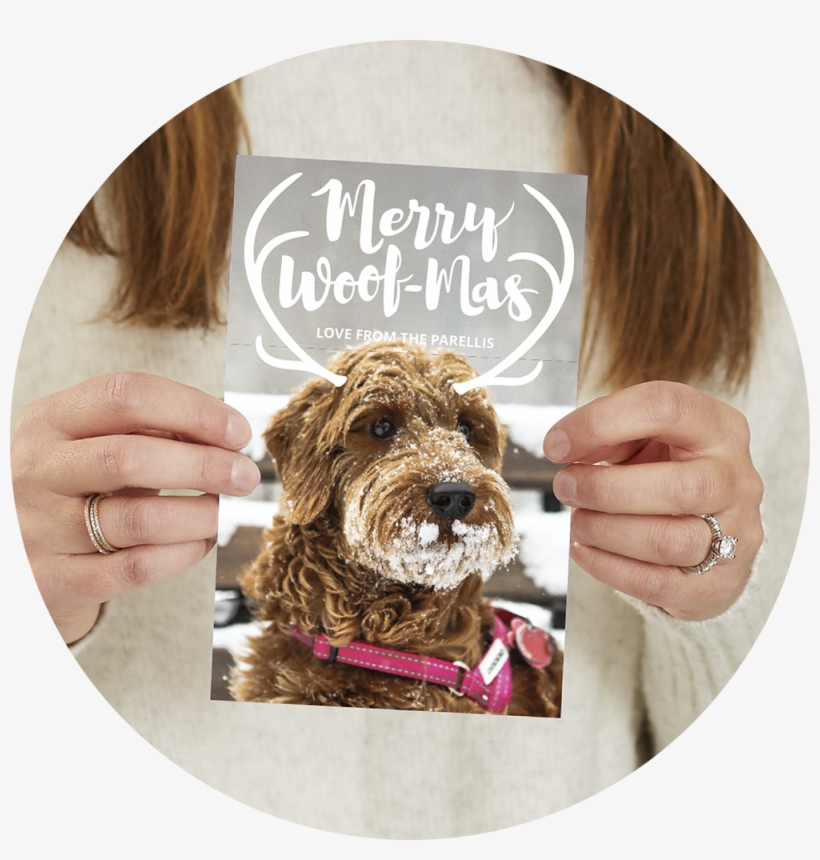 There Were So Many Amazing Designs To Pick From, But - Labradoodle, transparent png