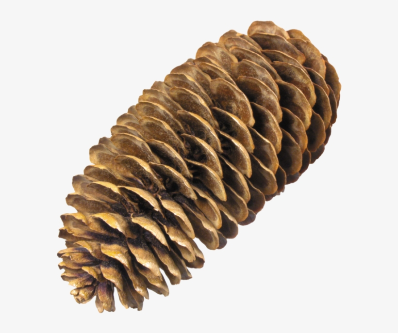 Free Png Pine Cone Png Images Transparent - Spruce Cone Png, transparent png