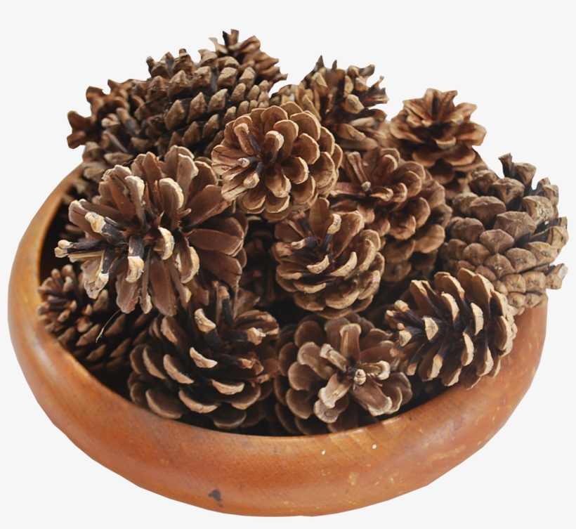 Pine Cones - Wood, transparent png