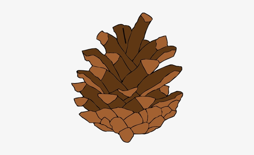 Pine Cone - Lodgepole Pine, transparent png