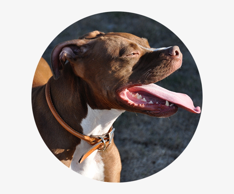 Testimonial-2 - Pitbull Dog, transparent png