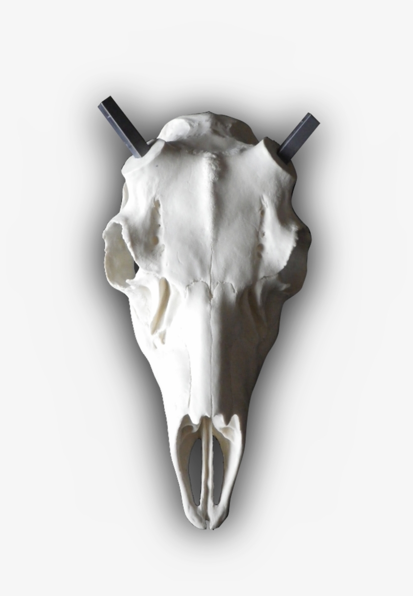 Mule Deer European Replica Skull - Wyoming, transparent png