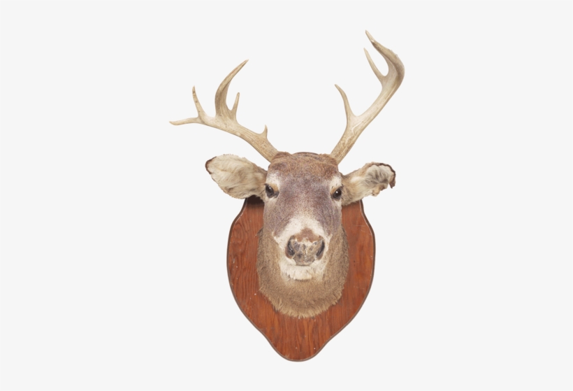 A Fine Specimen To Be Proud Of - Ehow, transparent png