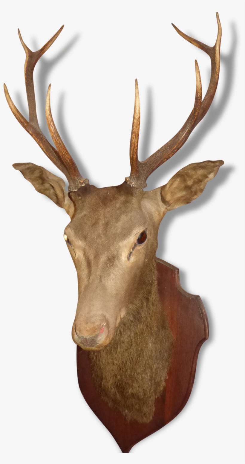 Trophy Hunting, transparent png