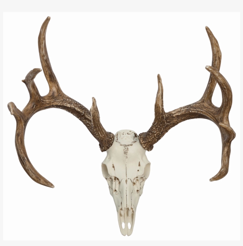 Whitetail Deer European Mounts - Deer, transparent png