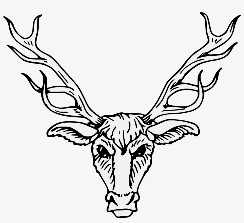 Stag Head Drawing At Getdrawings - Drawing, transparent png