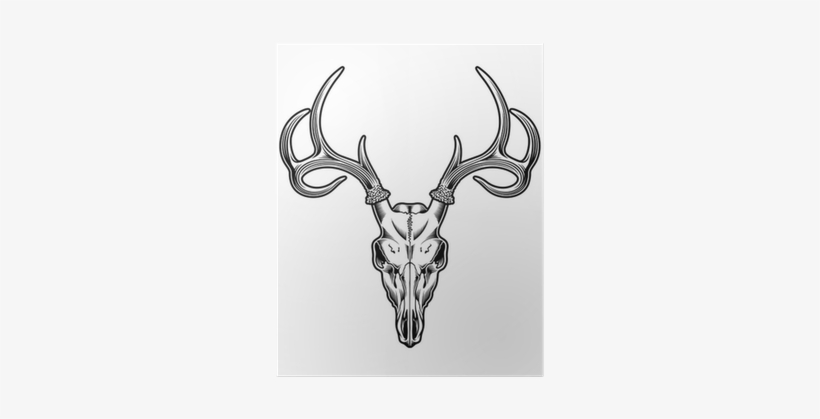 Deer Skull Png For Kids - Drawing Of A Deer Skull, transparent png
